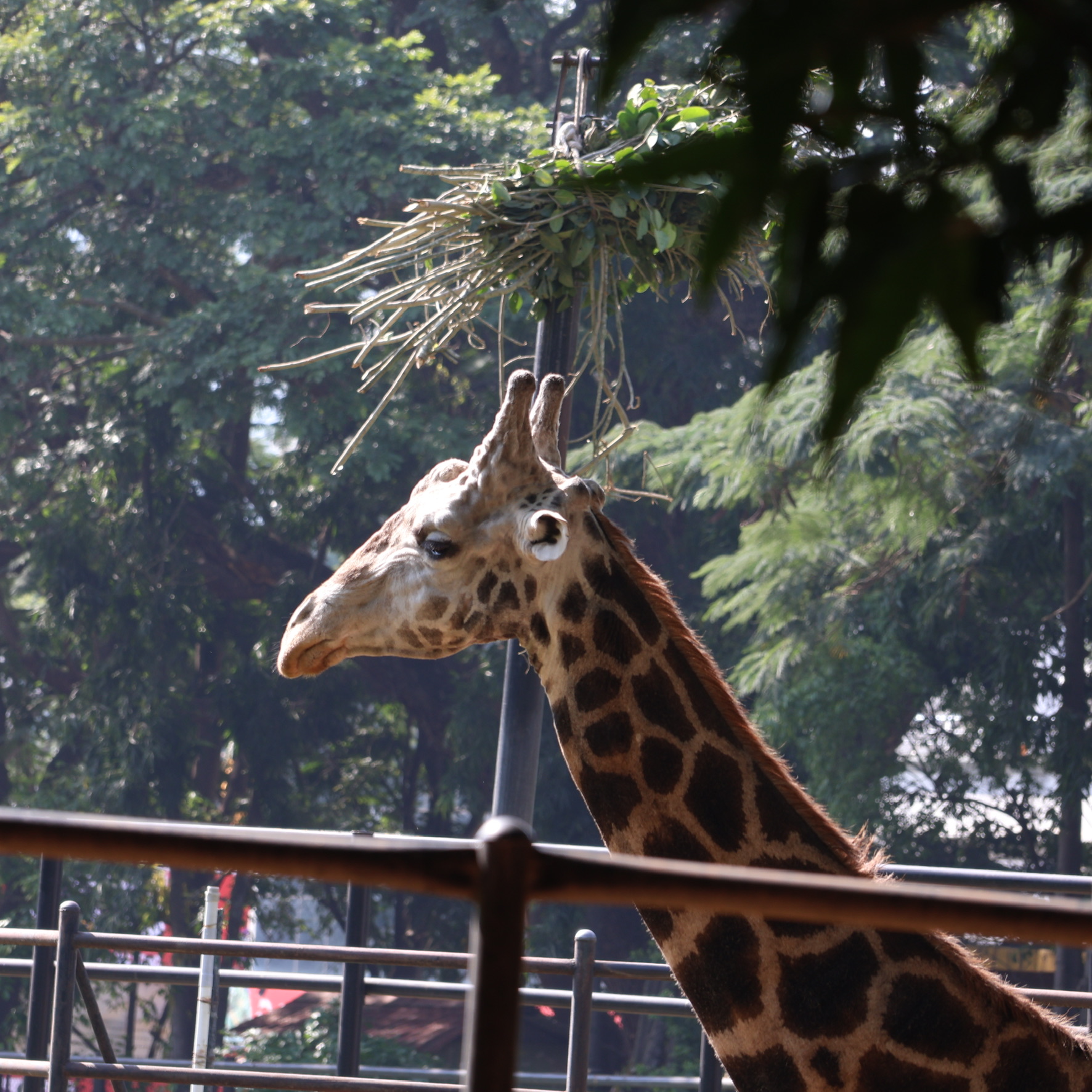 Giraffe at Mysore Zoo