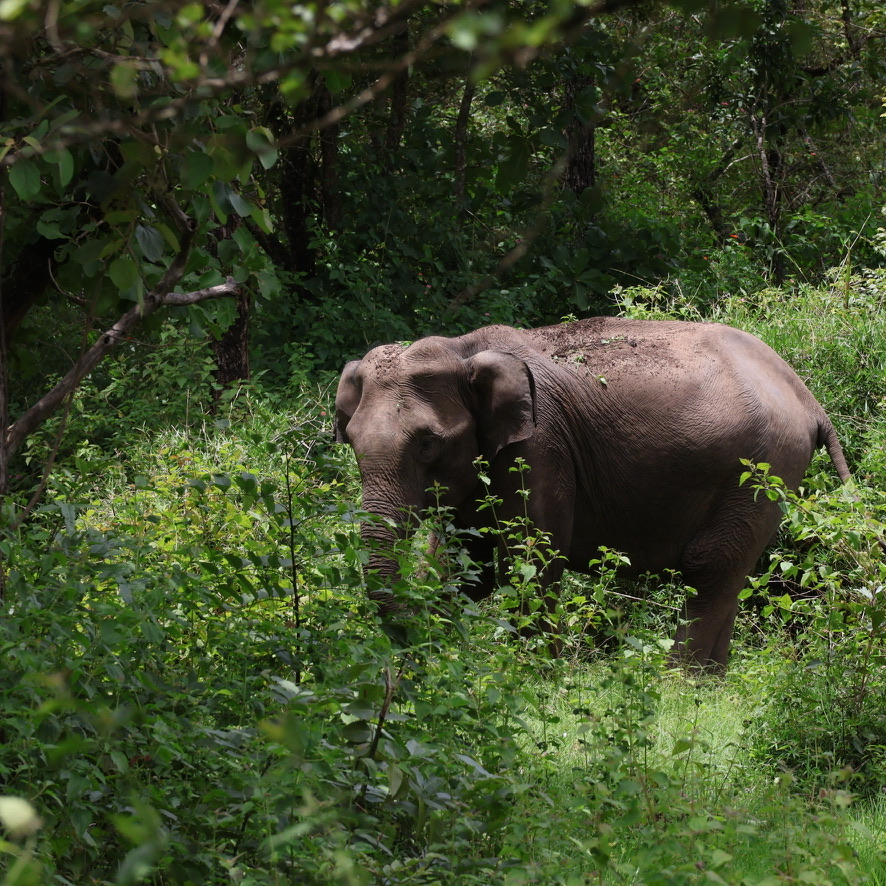 Wild elephant in Ooty jungle