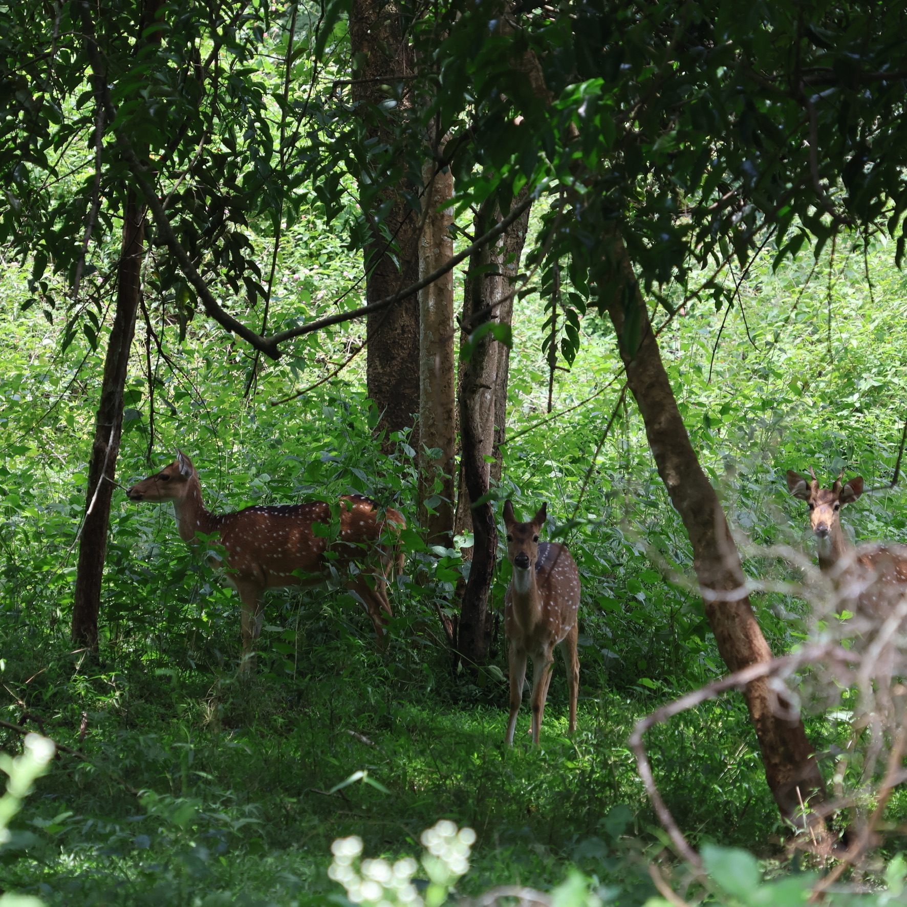 Spotted deer in Wayanad forest